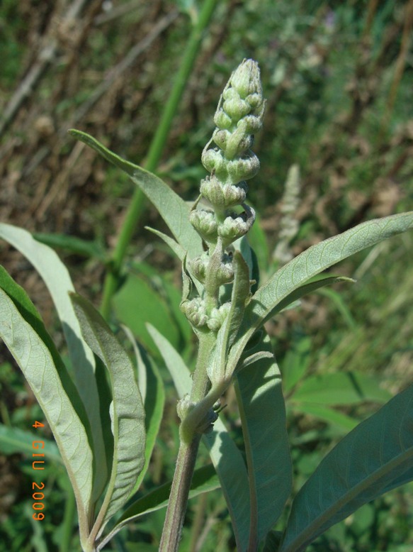 Vitex agnus-castus / Agnocasto